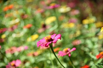 red flowers in the garden