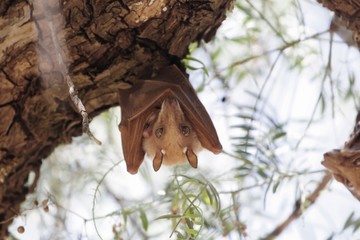 Epauletted Fruit Bat in a tree in Northern Ethiopia. The species could be Ethiopian Epauletted Fruit Bat, Epomophorus labiatus.