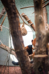 Profile of a red ruffed lemur closeup indoor zoo cage play love kiss couple romantic mating
