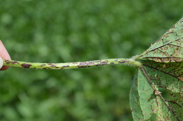Soybean leaf and stem being infected by anthracnose