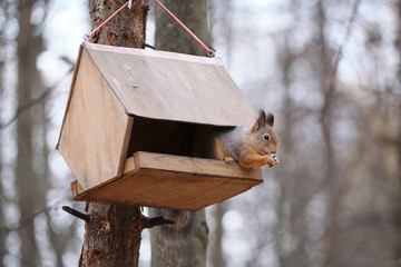 Squirrel eats from a feeder in the woods in the fall.