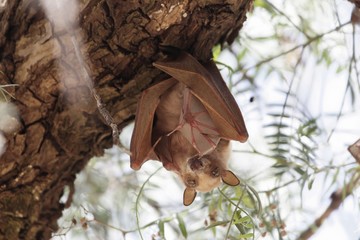 Fototapeta na wymiar A female Epauletted Fruit Bat with a child in a tree in Northern Ethiopia