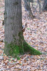 Squirrel on a tree in a city park in the fall.
