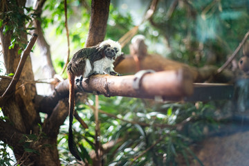 Marmoset on a log eating some fruit green sharp focus branch forest zoo enclosure cute fluffy monkey small