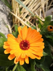 Fleur de calendula 