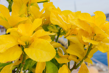 Beautiful tropic plant with yellow blooming flowers.
