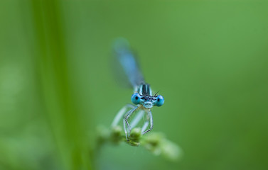 Blue dragonfly sits on a blade of grass on a green natural background.