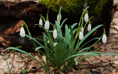 Snowdrops with drops of water on a natural background. Selective focus.