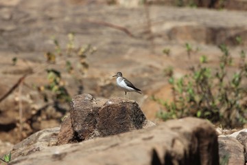 Common sandpiper, Actitis hypoleucos, on a rock in East Africa