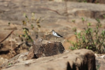 Common sandpiper, Actitis hypoleucos, on a rock in East Africa
