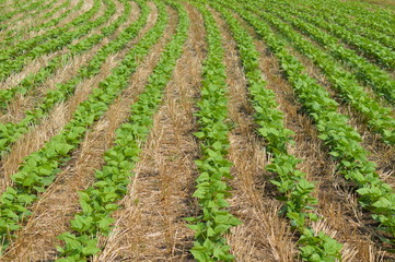 Fototapeta na wymiar Early bean crop under no-tillage system