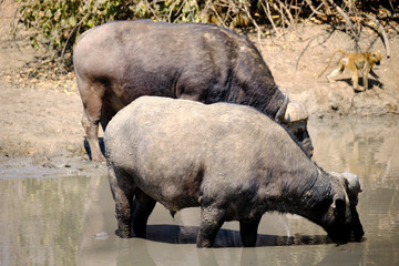 Buffalo in Mana Pools National Park, Zimbabwe