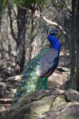 An Beautiful peacock in a sardinian zoo