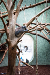 Ring tail lemur sleeping on branch zoo germany munich enclosure background jumping activity life monkey tree bokeh sharp focus space for text
