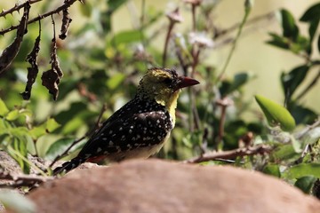 Yellow Breasted Barbet, Trachyphonus margaritatus, on a rock in East Africa.