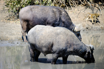 Buffalo in Mana Pools National Park, Zimbabwe