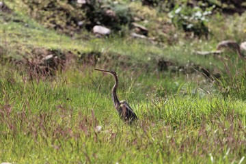 Purple heron, Ardea purpurea, in grasslands in East Africa
