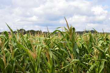 Corn crop with well developed tassels under a blue sky