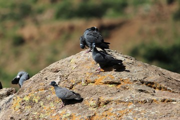  Flock of white collared pigeon, Columba albitorques, on a rock.