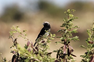 Abyssinian Black Wheatear, Oenanthe lugubris, on a bush in East Africa