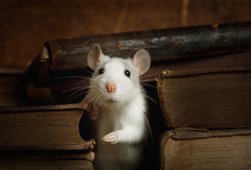 Little gray rat crawled between the old books