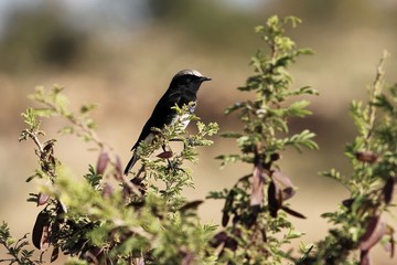 Abyssinian Black Wheatear, Oenanthe lugubris, on a bush in East Africa