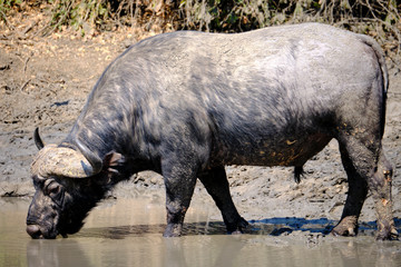 Buffalo in Mana Pools National Park, Zimbabwe