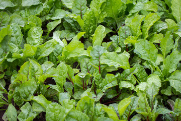 Fototapeta premium beet seedlings in the kitchen garden after rain