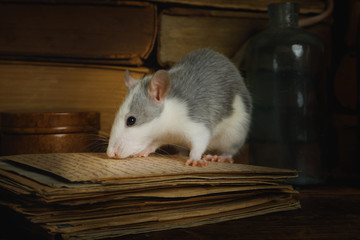 Small gray rat reads old letters