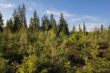 coniferous forest of different ages against a blue sky