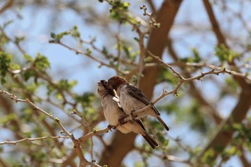 Pair of speckle fronted weaver birds, Sporopipes frontalis, in an acacia tree
