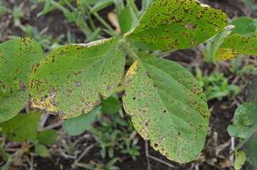 Frogeye leaf spot of soybean caused by Cercospora