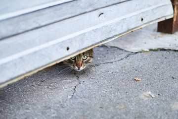 A street tabby cat peeps out from under the fence.