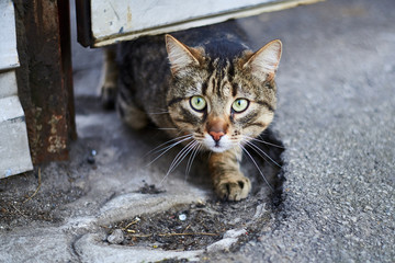 Street tabby cat is walking on the street on the pavement.