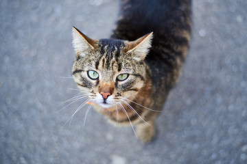 A street tabby cat looks upwards.