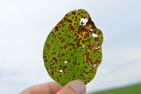 Frogeye leaf spot of soybean caused by Cercospora
