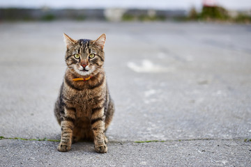 Street tabby cat sits on the street on the pavement.