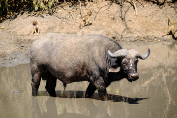 Fototapeta premium Buffalo in Mana Pools National Park, Zimbabwe
