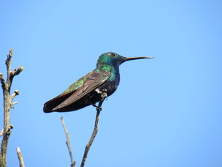 The black-throated mango (Anthracothorax nigricollis) is a mainly South American hummingbird species. 