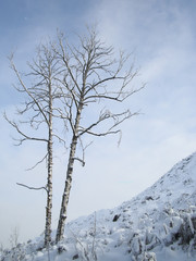 A lonely high birch tree in winter at the foot of a hill against the sky on a clear day.