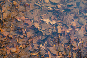 autumn leaves under water, nature background