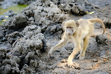 Baby baboon in Mana Pools National Park, Zimbabwe