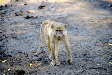 Baby baboon playing in Mana Pools National Park, Zimbabwe