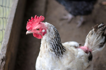 poultry hens that are raised to carry eggs
