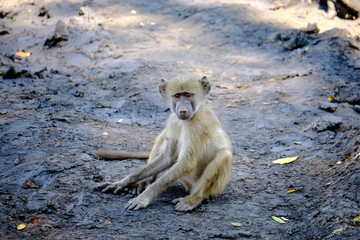 Baby baboon playing in Mana Pools National Park, Zimbabwe