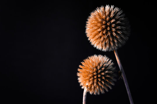 Dried flowers. Dried flowers on a black background. flowers on a black background . Dry grass