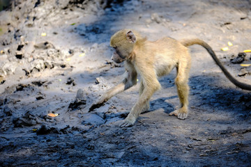 Baby baboon playing in Mana Pools National Park, Zimbabwe