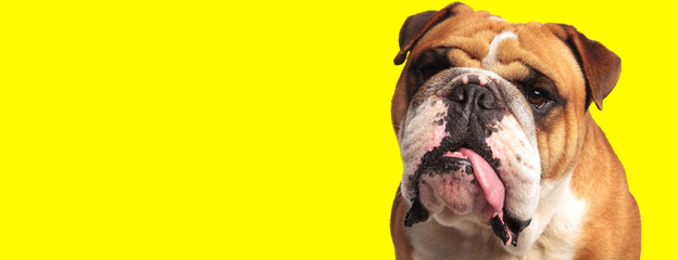 english bulldog dog looking at camera with tongue out