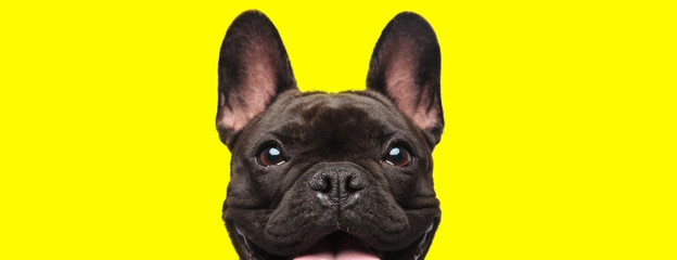 french bulldog dog looking at camera with joy