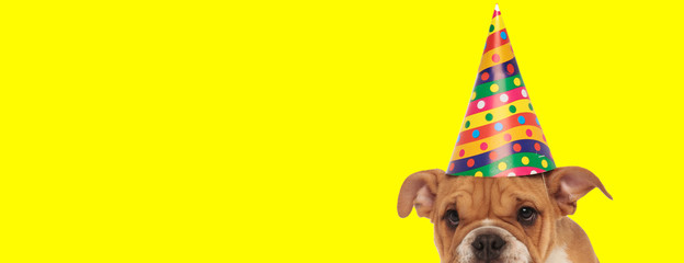 english bulldog dog wearing a birthday hat and hiding shy